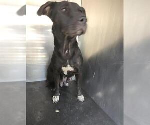 American Staffordshire Terrier-Unknown Mix Dogs for adoption in San Antonio, TX, USA