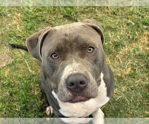 Mutt Dogs for adoption in Tulsa, OK, USA