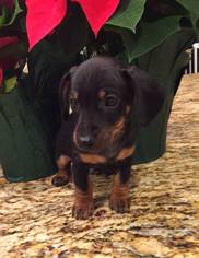 Dachshund Dogs for adoption in North Richland Hills, TX, USA
