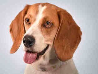 Beagle Dogs for adoption in Fort Collins, CO, USA