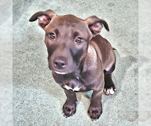 Feist Terrier-Labrador Retriever Mix Dogs for adoption in Rutherfordton, NC, USA