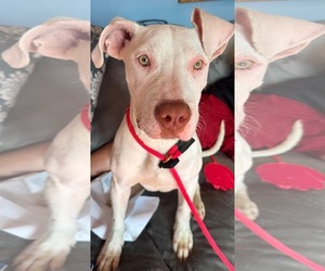 American Pit Bull Terrier-Unknown Mix Dogs for adoption in Germantown, OH, USA
