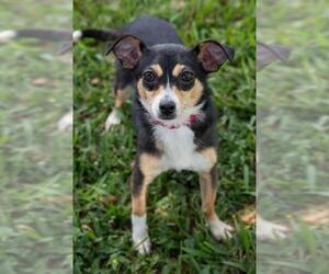 Chihuahua-Unknown Mix Dogs for adoption in Miami, FL, USA