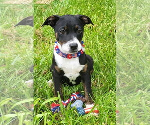 Mountain Cur-Unknown Mix Dogs for adoption in Germantown, OH, USA