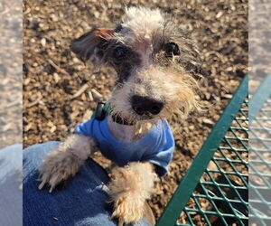 Havanese Dogs for adoption in Waterford, VA, USA