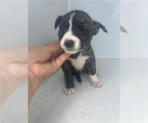 Labrador Retriever-Unknown Mix Dogs for adoption in Houston, TX, USA