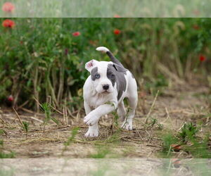 Mutt Dogs for adoption in Garner, NC, USA