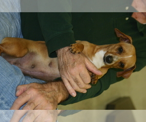 Chiweenie Dogs for adoption in Milner, GA, USA