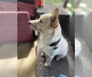 Mutt Dogs for adoption in San Antonio, TX, USA