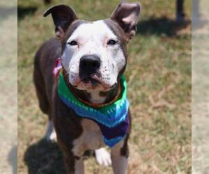 American Staffordshire Terrier-Unknown Mix Dogs for adoption in San Antonio, TX, USA