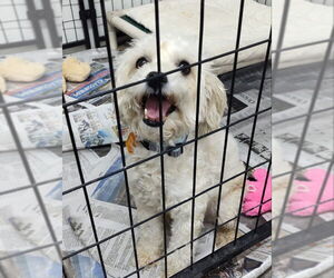 Poodle (Miniature)-Unknown Mix Dogs for adoption in Mukwonago, WI, USA