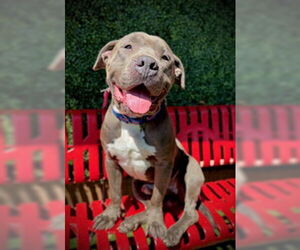 Mutt Dogs for adoption in Pleasanton, TX, USA