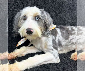 Australian Shepherd-Unknown Mix Dogs for adoption in Grafton, WI, USA