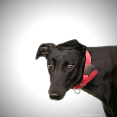 Medium Photo #1 Greyhound Puppy For Sale in Woodinville, WA, USA
