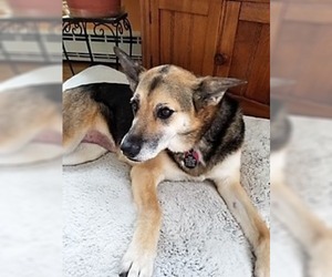 Mutt Dogs for adoption in Warwick, RI, USA