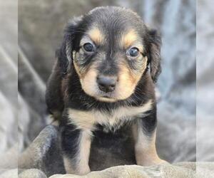 Labrador Retriever-Unknown Mix Dogs for adoption in San Diego, CA, USA
