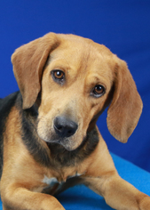 Beagle Dogs for adoption in Tupelo, MS, USA