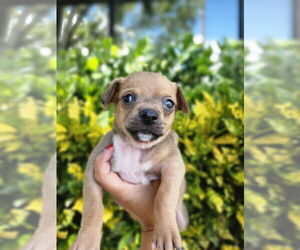 Chihuahua-Unknown Mix Dogs for adoption in Oakland Park , FL, USA