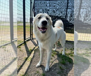 Great Pyrenees-Unknown Mix Dogs for adoption in Abbeville, LA, USA