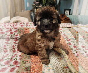 Mutt Dogs for adoption in San Bernardino , CA, USA