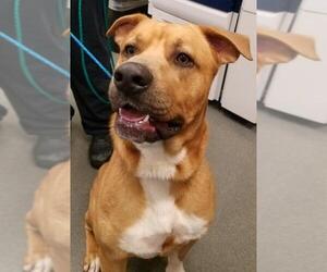 Boxador Dogs for adoption in Glen Allen, VA, USA