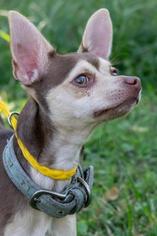 Chihuahua Dogs for adoption in Terre Haute, IN, USA