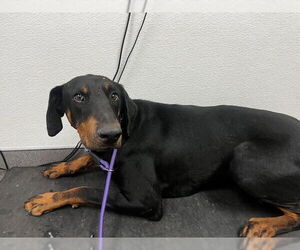 Doberman Pinscher Dogs for adoption in HESPERIA, CA, USA
