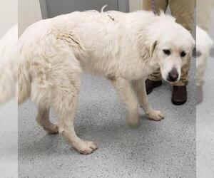 Great Pyrenees Dogs for adoption in Galax, VA, USA