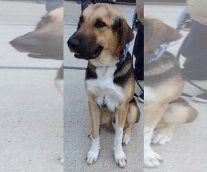 German Shepherd Dog-Retriever  Mix Dogs for adoption in San Antonio, TX, USA