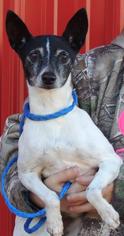 Rat Terrier Dogs for adoption in Joplin, MO, USA