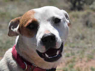 Mutt Dogs for adoption in Santa Fe, NM, USA