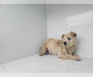 Norfolk Terrier-Unknown Mix Dogs for adoption in Houston, TX, USA