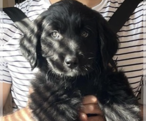 Golden Retriever-Unknown Mix Dogs for adoption in Brooklyn, NY, USA