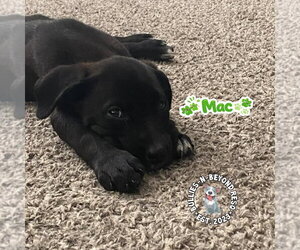 Mutt Dogs for adoption in Omaha, NE, USA