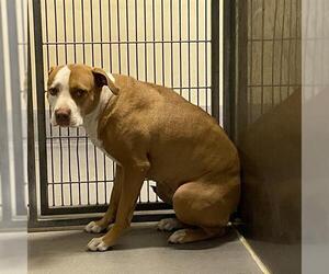 American Pit Bull Terrier Dogs for adoption in Modesto, CA, USA