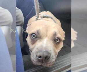 American Pit Bull Terrier-Unknown Mix Dogs for adoption in Las Vegas, NV, USA