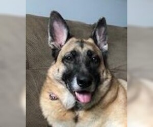 German Shepherd Dog Dogs for adoption in Amherst, MA, USA