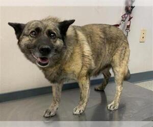 Australian Cattle Dog-German Shepherd Dog Mix Dogs for adoption in Visalia, CA, USA