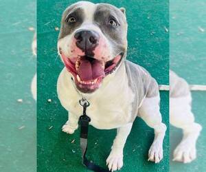 American Pit Bull Terrier-Unknown Mix Dogs for adoption in Clarkesville, GA, USA