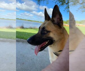 German Shepherd Dog-Unknown Mix Dogs for adoption in Fort Lauderdale, FL, USA