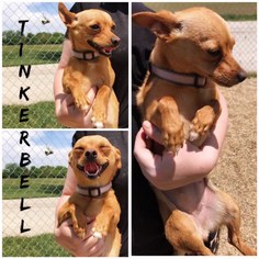Chiweenie Dogs for adoption in Tremont, IL, USA