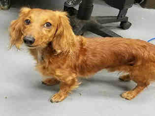 Dachshund Dogs for adoption in Peoria, IL, USA