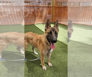 Dutch Shepherd -Unknown Mix Dogs for adoption in Las Vegas, NV, USA