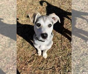 Mutt Dogs for adoption in Candler, NC, USA