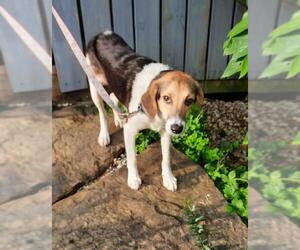 Australian Shepherd-Beagle Mix Dogs for adoption in Stockport, OH, USA