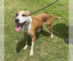 Mutt Dogs for adoption in Abbeville, LA, USA