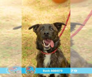German Shepherd Dog-Unknown Mix Dogs for adoption in Mobile, AL, USA