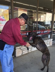 Medium Photo #1 Boxer-Mastiff Mix Puppy For Sale in Von Ormy, TX, USA