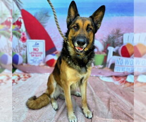 German Shepherd Dog Dogs for adoption in Long Beach, CA, USA
