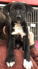 Borador Dogs for adoption in Akron, OH, USA